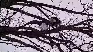 Mr  North doesn't share the prey, DNF chases subadult and brings twigs Explore Live Nature Cams