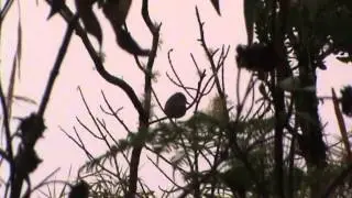 Birds of Colombia: Santa Marta Bush Tyrant- Myiotheretes pernix
