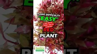 🚨 50% OFF 🚨 Alternanthera Reineckii &ldquo;Variegated&rdquo; (TODAY ONLY 1/28/26)