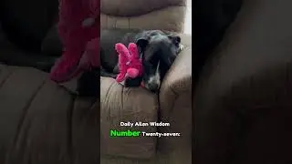 😴 Daily Allen Wisdom #27 😴 #dogshorts #dogwisdom #dailyallenwisdom