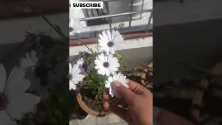 African daisy.Dimorphotheca (African Daisy)💐💐💐