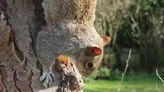 Squirrel funny video relax video viral 🐿🐿  #squirrels  #viralvideo