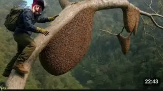 5 Wild Honey Hunting MISTAKES You're Making