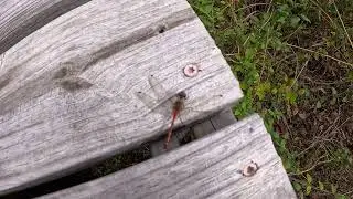 Exploring & Hiking 🥾 Texas Trailhead Scenery: Wildlife & Nature Reserve 