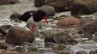 bird-watching-bird watching