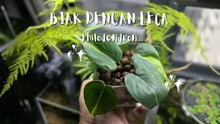 Biak pokok tak pakai tanah. Philodendron dalam LECA