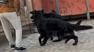 Black German shepherd dog . #blackgermanshepherds #germanshepherd #gsdindian 