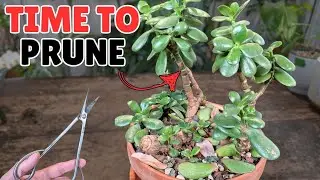 this jade is growing weird