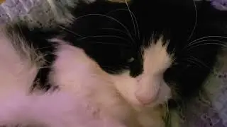 Cutie❤😁 #flower #cutecat #cutekitty #cutekittycat #sweetcat #awe #cats #cuddles #catcuteness #cat