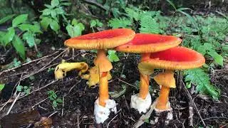 タマゴタケ / Amanita caesarea.