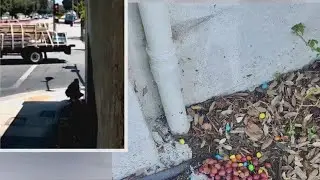 Person leaves foods toxic to dogs outside Pasadena dog daycare