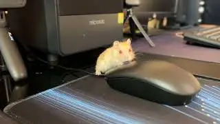 Cute Hamsters Exploring My Desk | Playful Office Adventure | Cute Hamster.