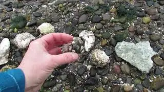 Puget Sound (Pacific) oysters