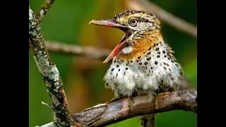 Spot-backed/Chaco Puffbird in Pantanal - Brazil