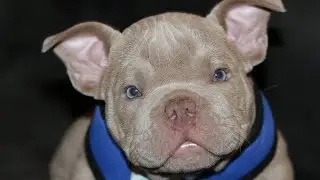 How to tape a puppies legs or a swimmers legs . Cincitybullies Exotic Bullies