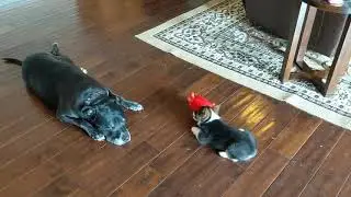 Fluff butt gets a crab