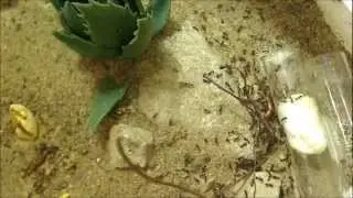Universal Ants - Ant Farms, Ant Colonies, Formicariums, Nests, Live queens & eggs and much more!