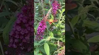 Hummingbird Moth visits the butterfly sanctuary garden 🪴 😍🥰 #pollinatorgarden #hummingbirdmoth