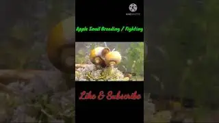 Apple Snail Fighting for Dominance | Apple Snail Breeding | Mystery Snail Fighting in molly tank