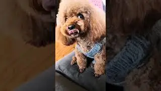Cute Puppy lovely  Care #short #4207