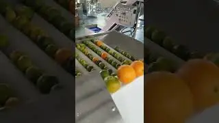 Orange Cleaning Machine｜Commercial Citrus Washer，Fruit Processing Equipment#BubbleWashingMachine