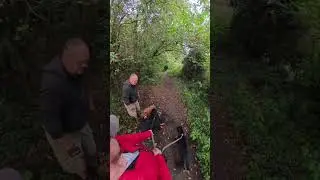 Ronnie & Roxy with Tia & Tek | Dog Walkway Adventure 🐾
