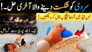 How to Warm Your Hens in 5 Minutes Using One Desi Ingredient