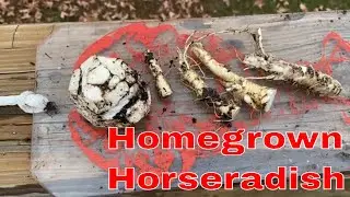 Suburban Canning - Harvesting & Preserving Fresh Horseradish
