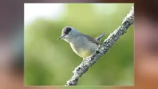 Eurasian Blackcap