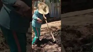 OME&Ccedil;ANDO NOSSA PLANTA&Ccedil;&Atilde;O DE COUVE! VOC&Ecirc; ACREDITA NO PODER DE ANDAR DESCAL&Ccedil;O NA TERRA?