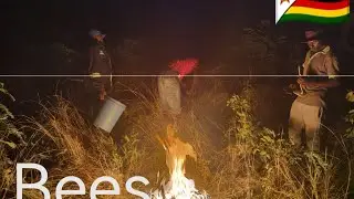 harvesting honey in the villages of Zimbabwe at night the  African way