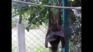 Little red flying-fox playing in a tree