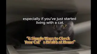 6 Easy Health Checks Every Cat Owner Should Know 🐱 | How to Spot Early Signs of Illness #CatHealth 
