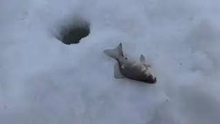 Карась по последнему льду