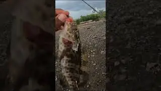 STRIKE IKAN KERAPU MENGUNAKAN SOFLURE🤩 #fishing #mancing