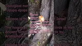 Eurasian hoopoe#hoopoe#naturalbeauty #zoology#shortsvideo