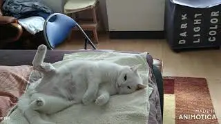 Katze Heti hatte Kreuzbandriss