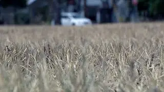 Fall lawn care tips after a hot, dry summer