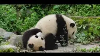 成都熊猫 Chengdu Research Base of Giant Panda Breeding
