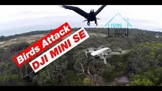 DJI Mini SE Birds Attack | Outdoor Flight