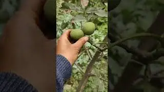 Reality of chandler walnut feedback from farmers