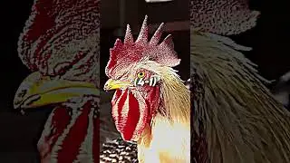 Chicken vs Duck | #shorts