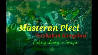 Masteran Pleci Tembakan kopilasi,paling dicari + terapi air.