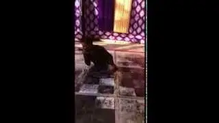 Gera Sahab in Sunny Marriage - Do Ghut Pila De Sathiya