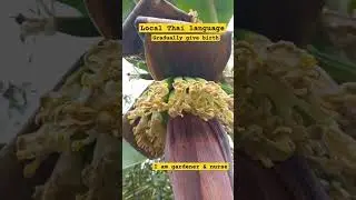 Gradually give birth#Local Thai language#Hello Thailand #cavendish banana #,blackdiamondqueen farm