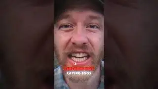 Why your chickens aren&rsquo;t laying eggs