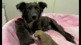 Спасение мам и малышей из отвратительного дома — Stray Rescue of St.Louis