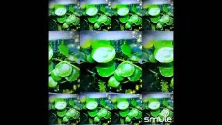 Matahari (Akustik) #amuk cover by Mr.Owl with Smule Friends 
