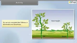 Law of Dominance Segregation and Independent Assortment | Chapter 8 | Science | Class 10th | iPrep