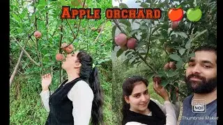 AppleOrchard ।। harvesting।।  Apple grading packing   Appleplucking ।। @1peti4000rs  #सेब